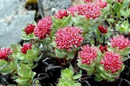 Rhodiola Pink за приготвяне на повишаване на потентността на тинктурата