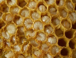 Продукти на пчеларството